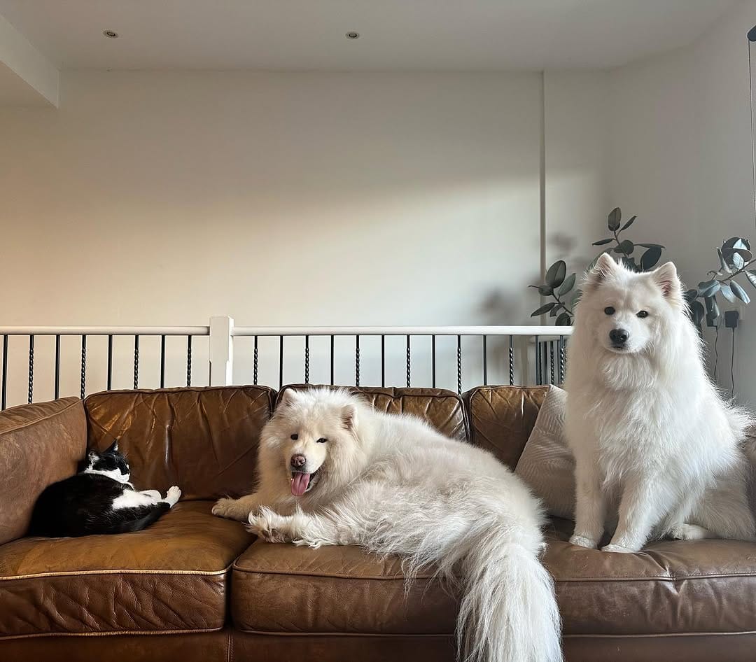 Post 9 by Jack the Samoyed on Instagram (image)