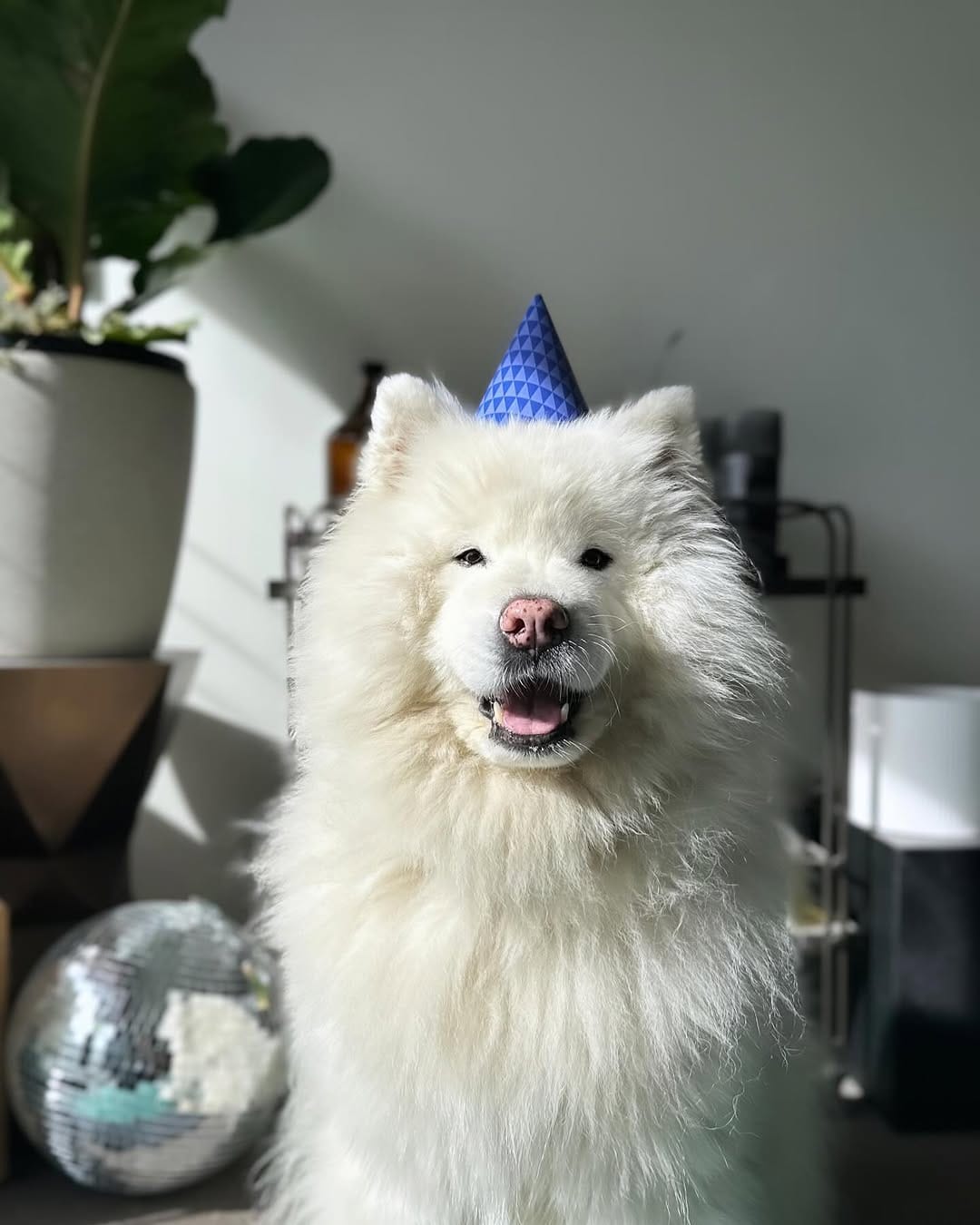 Post 1 by Jack the Samoyed on Instagram (image)