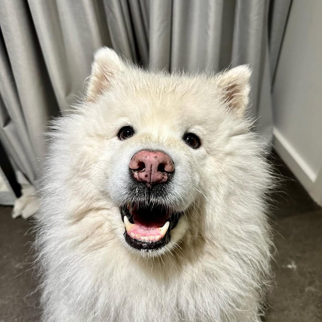 Post 7 by Jack the Samoyed on Instagram (image)