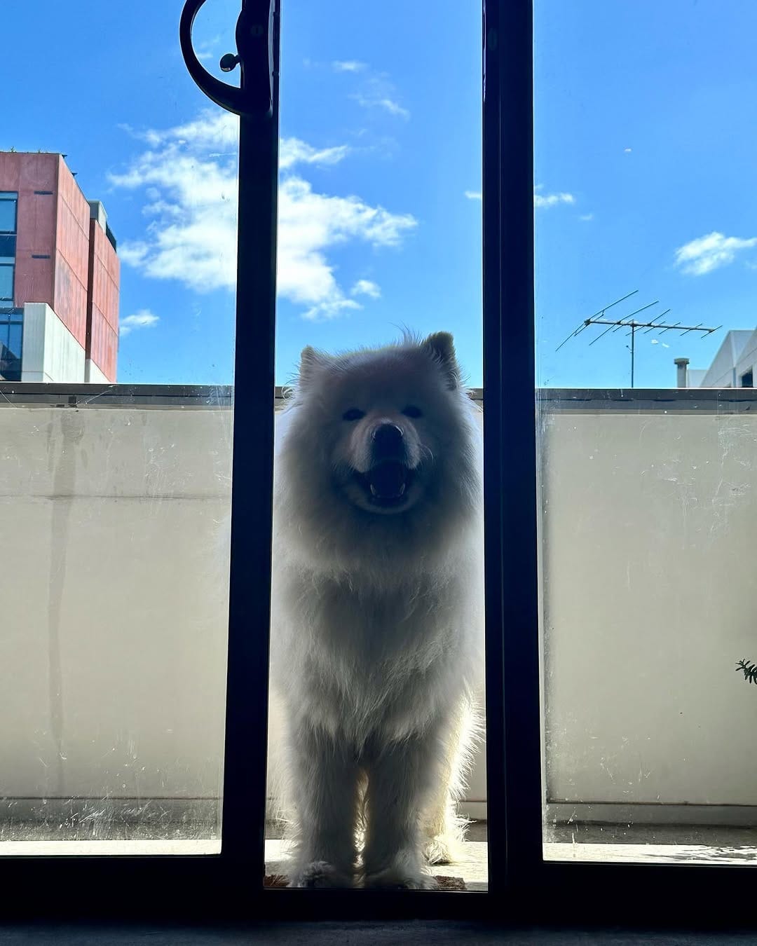 Post 3 by Jack the Samoyed on Instagram (image)