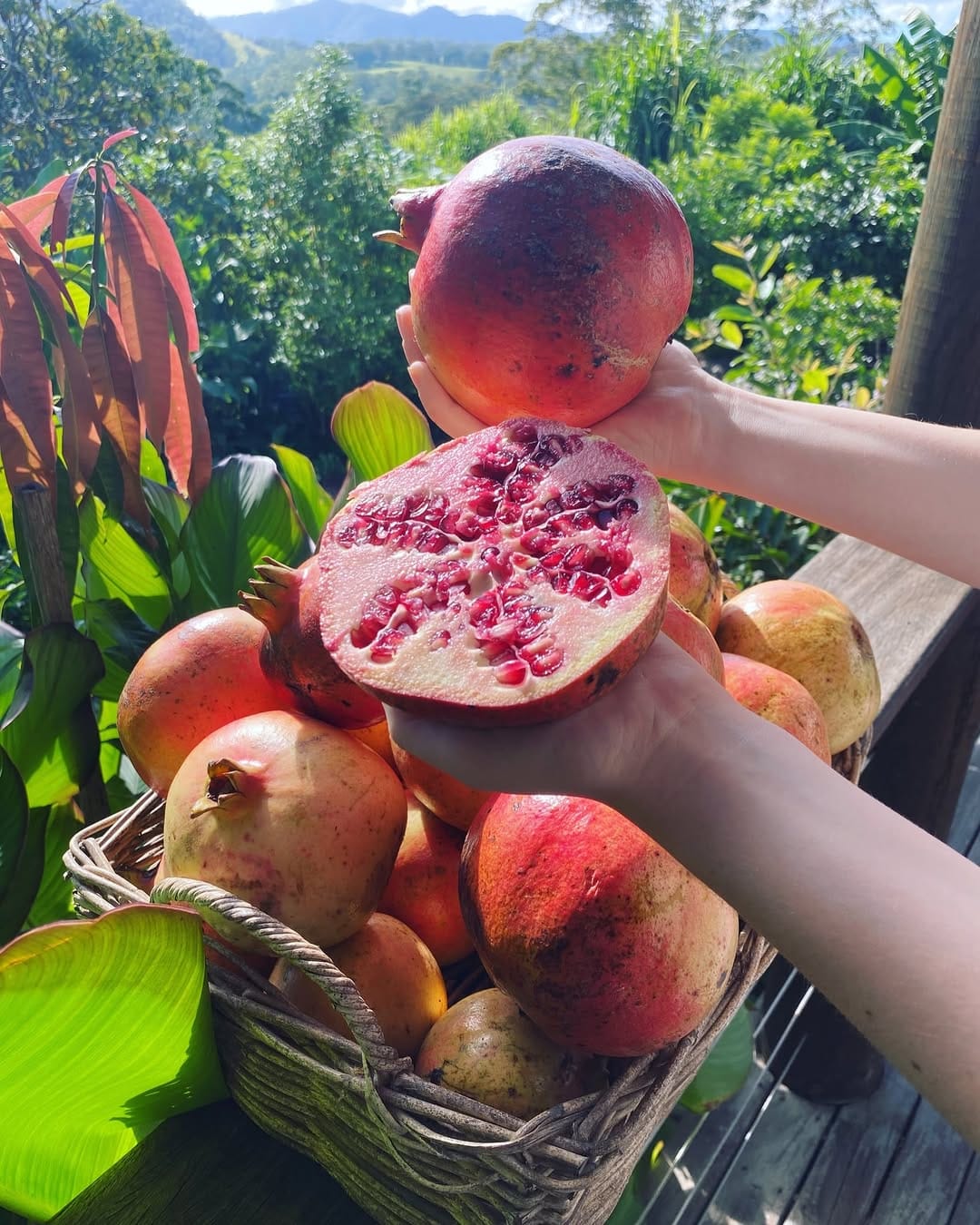 Post 8 by Limestone Permaculture on Instagram (image)