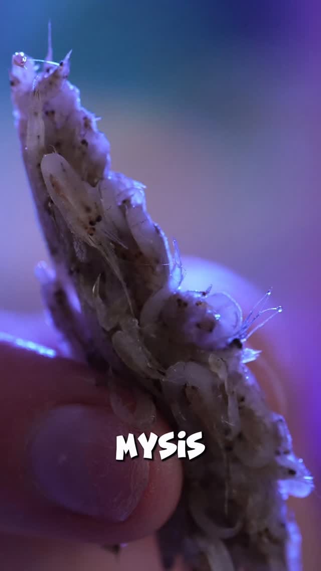 Post 7 by SteFan on Instagram (video)