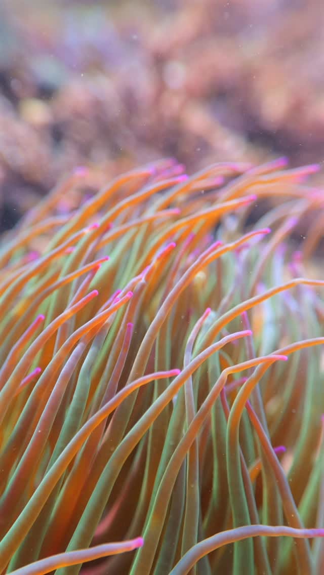 Post 3 by Martin Stevens on Instagram (video)