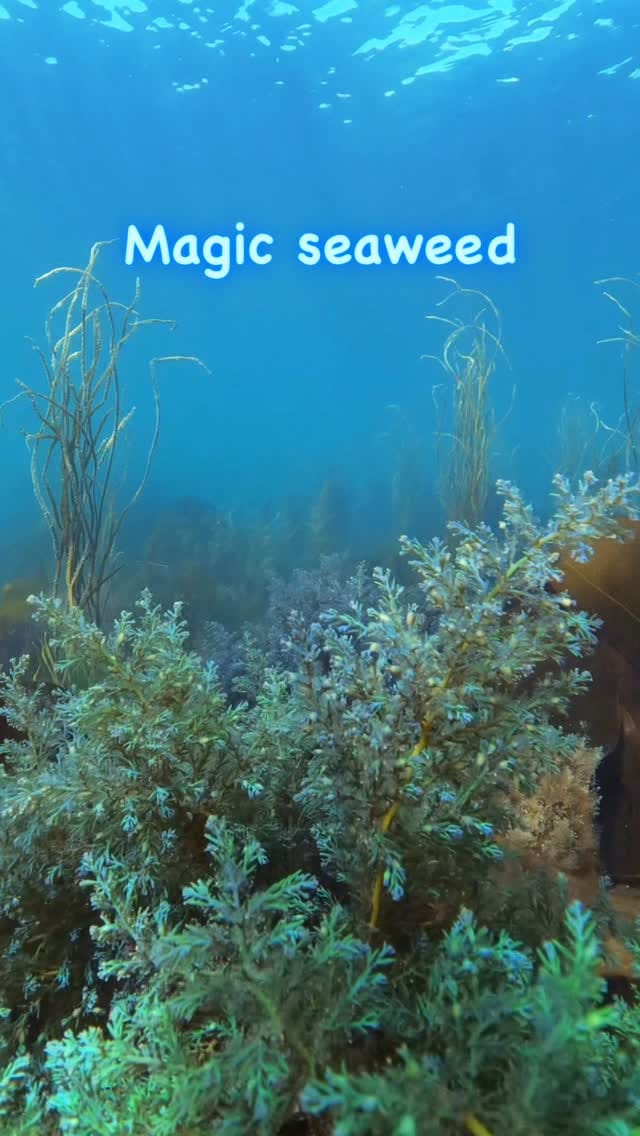 Post 7 by Martin Stevens on Instagram (video)