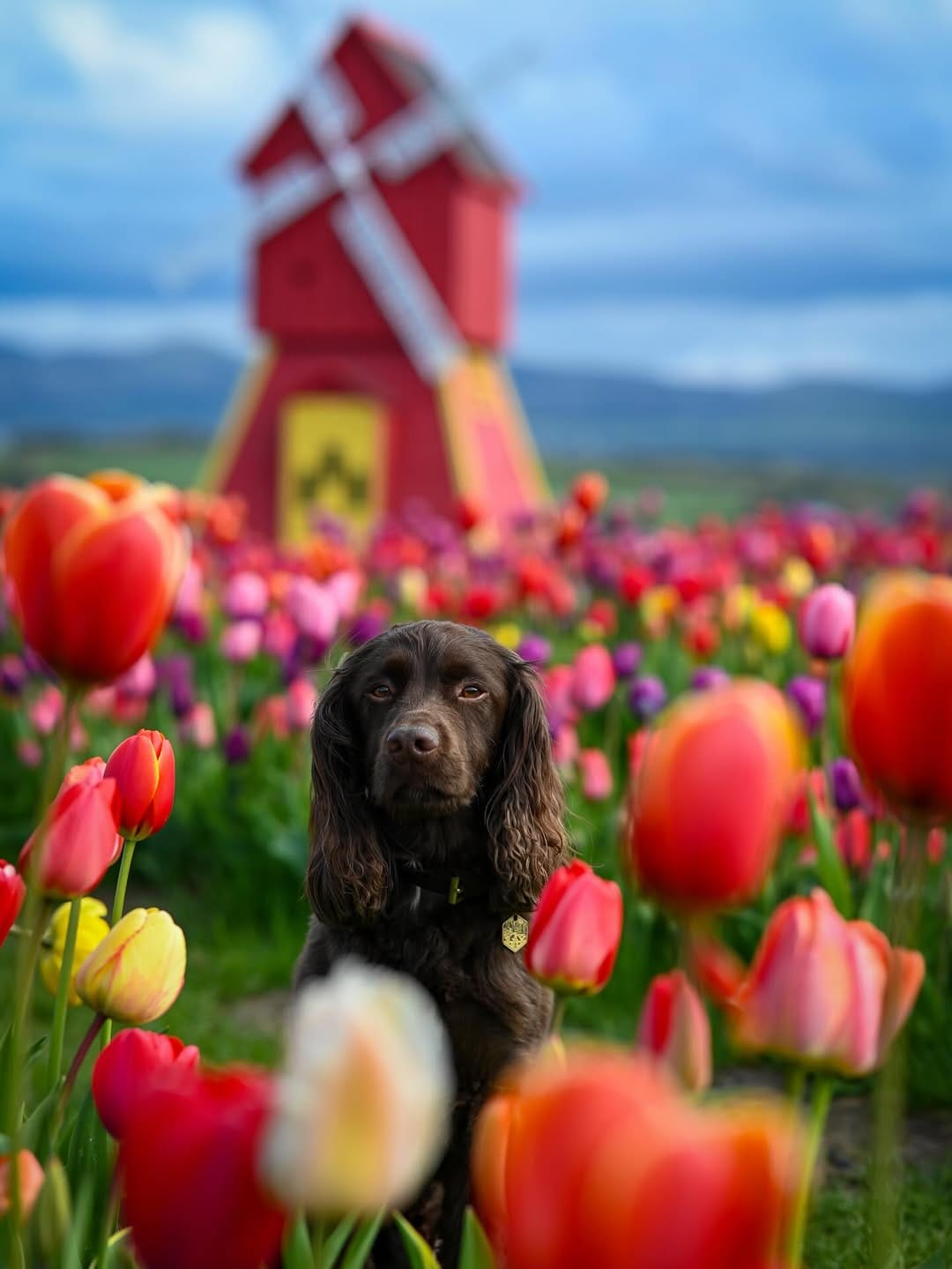 Post 7 by Angus 🐾 on Instagram (carousel)