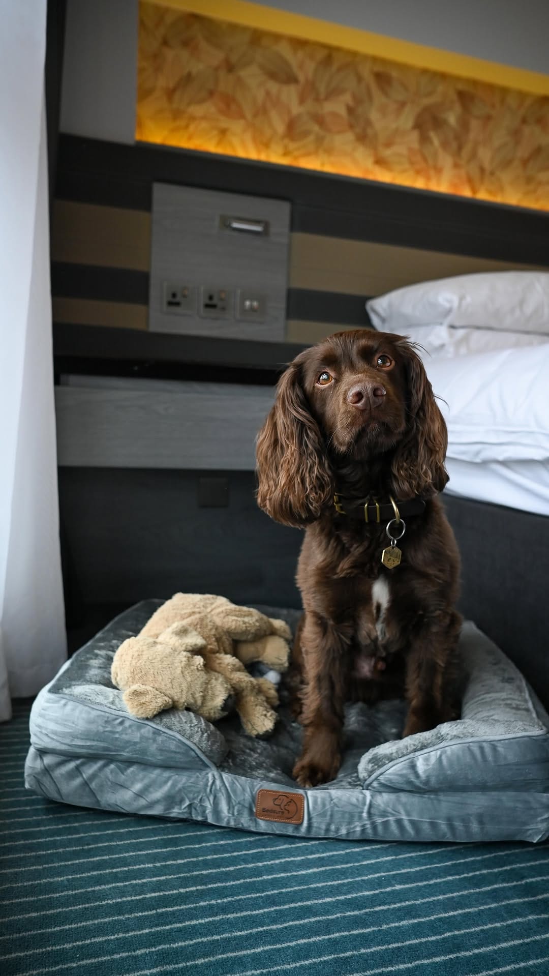 Post 2 by Angus 🐾 on Instagram (video)