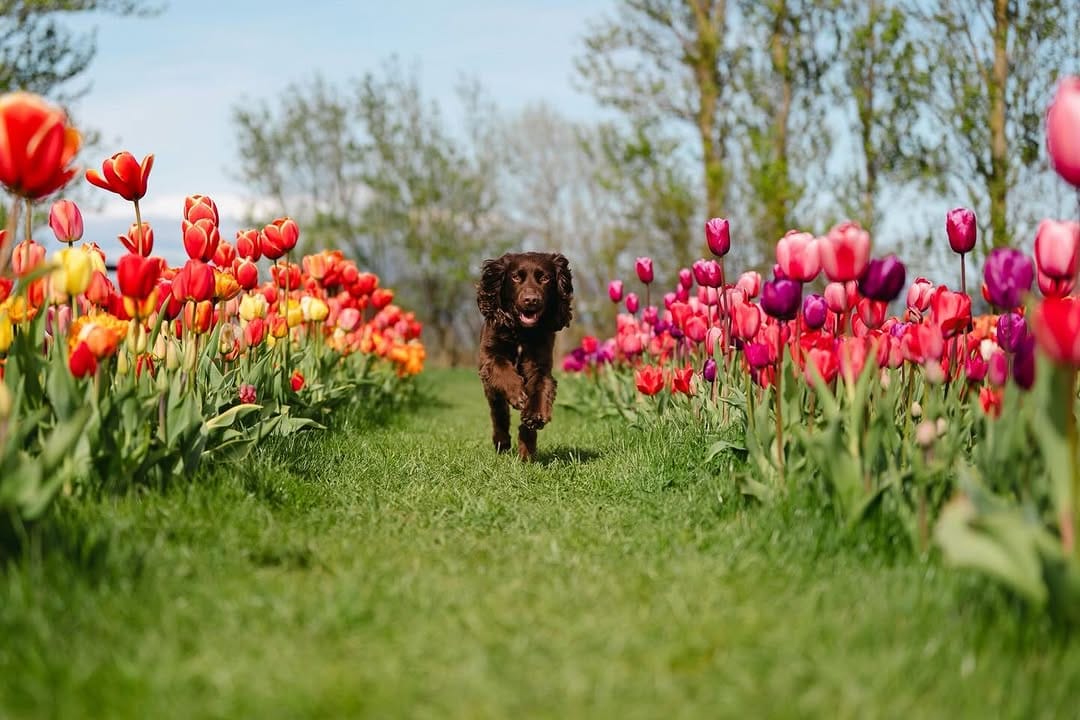 Post 3 by Angus 🐾 on Instagram (image)