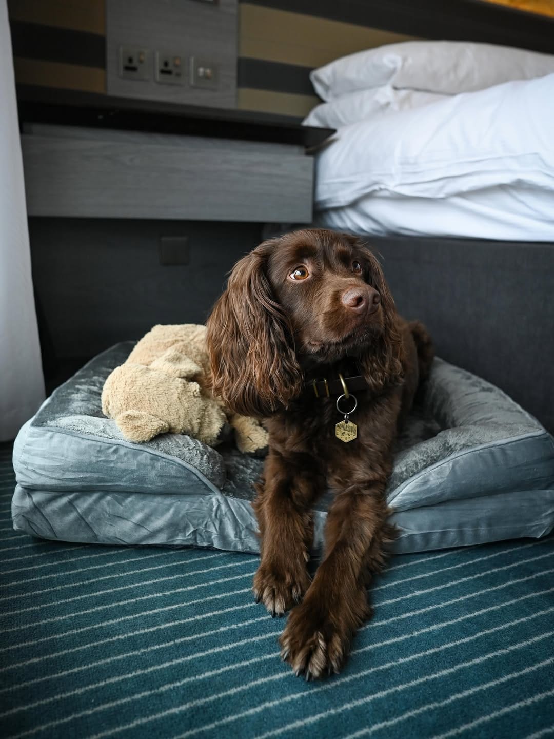Post 1 by Angus 🐾 on Instagram (carousel)