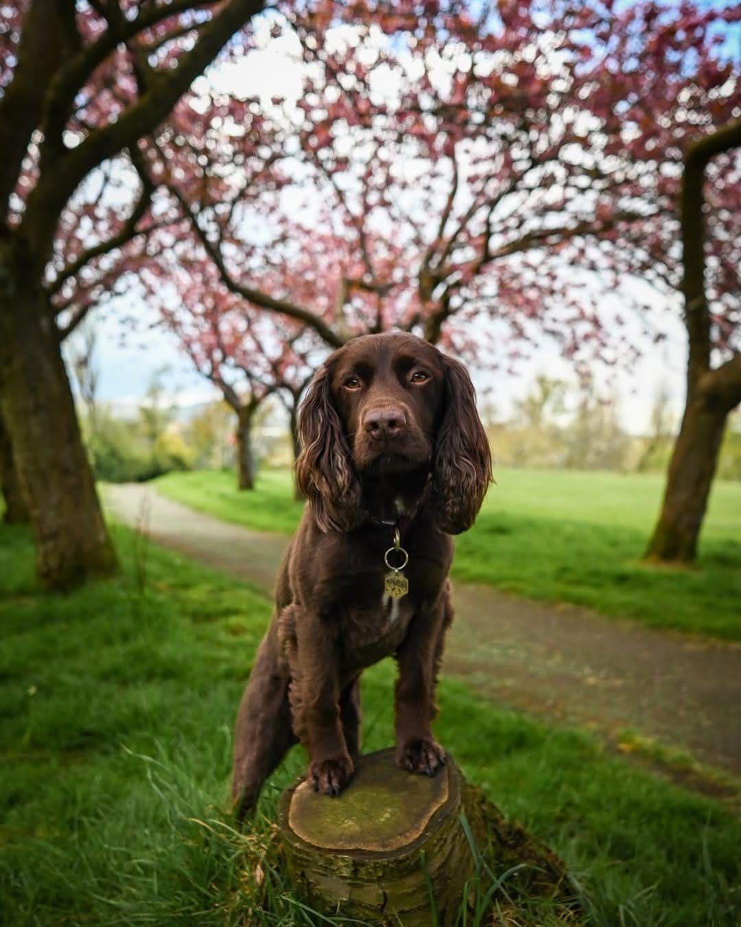 Post 4 by Angus 🐾 on Instagram (image)
