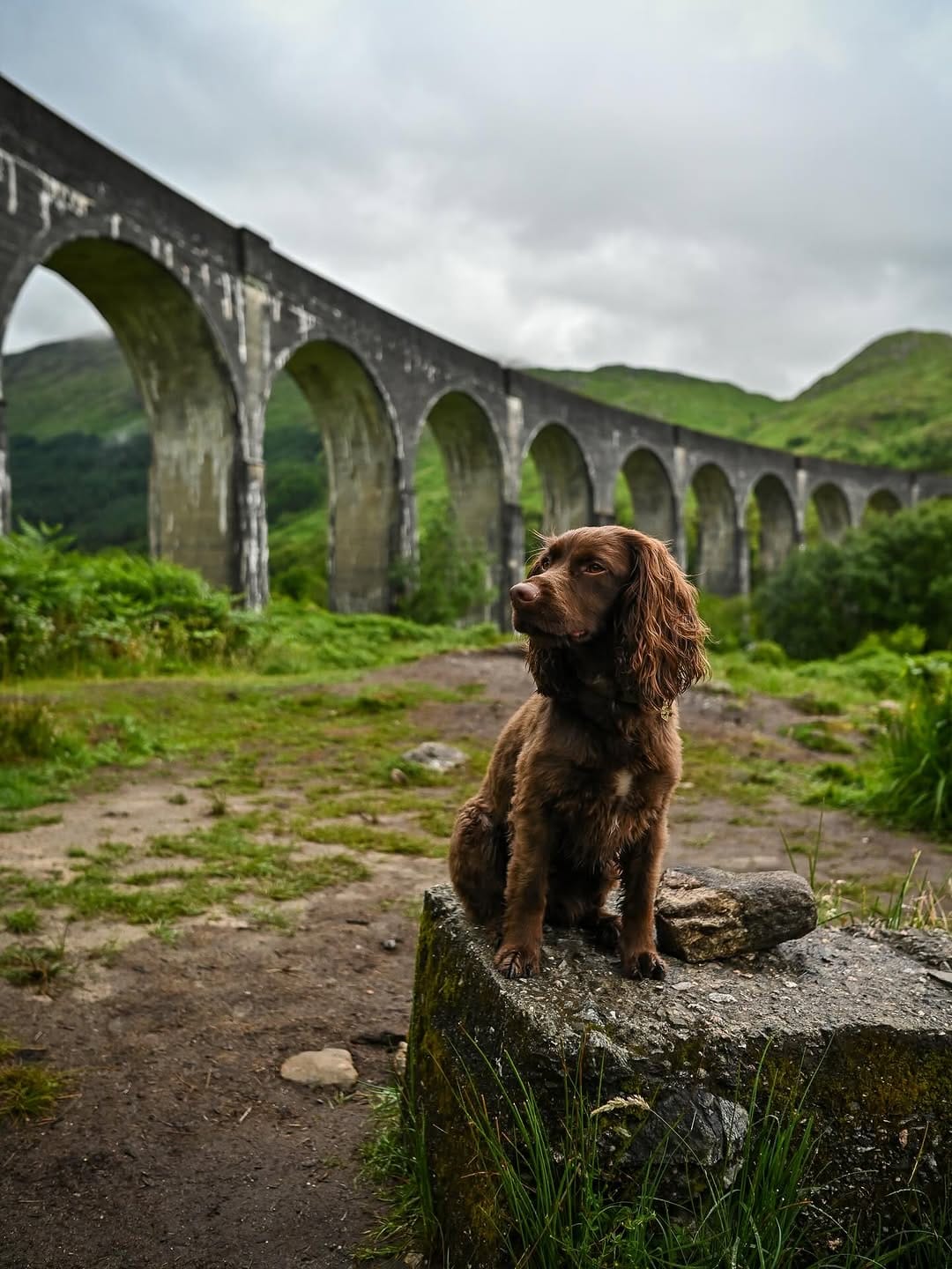 Post 10 by Angus 🐾 on Instagram (image)