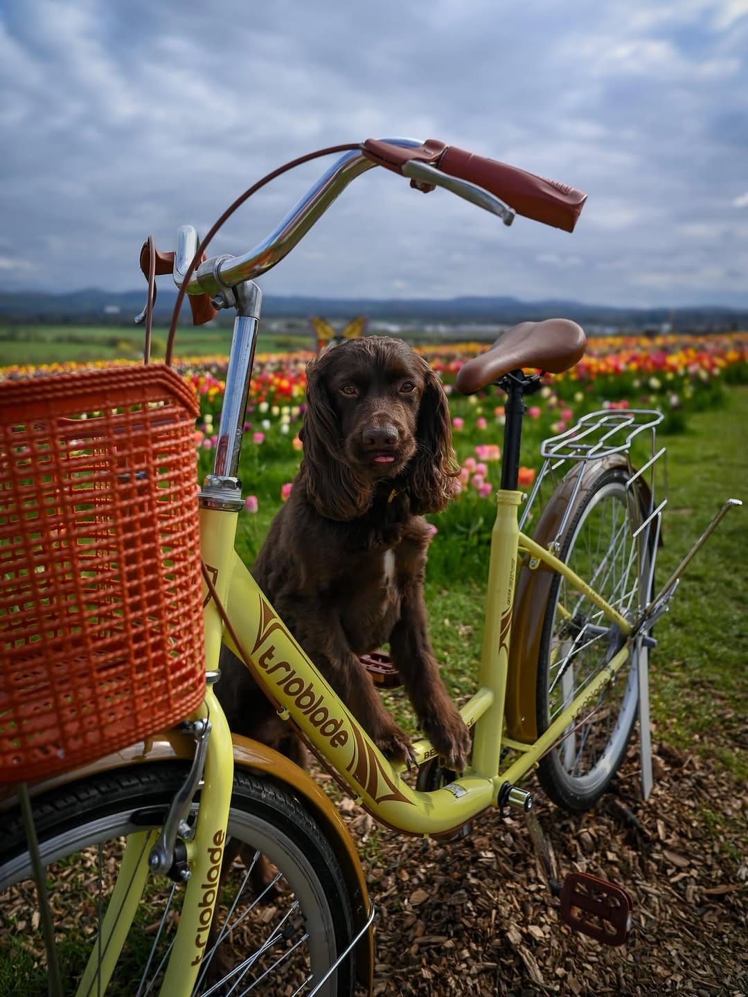 Post 5 by Angus 🐾 on Instagram (image)