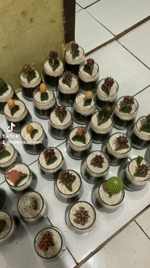 Post 3 by bandung_terrarium on Instagram (video)