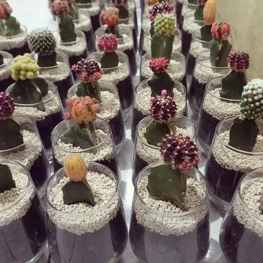 Post 6 by bandung_terrarium on Instagram (carousel)