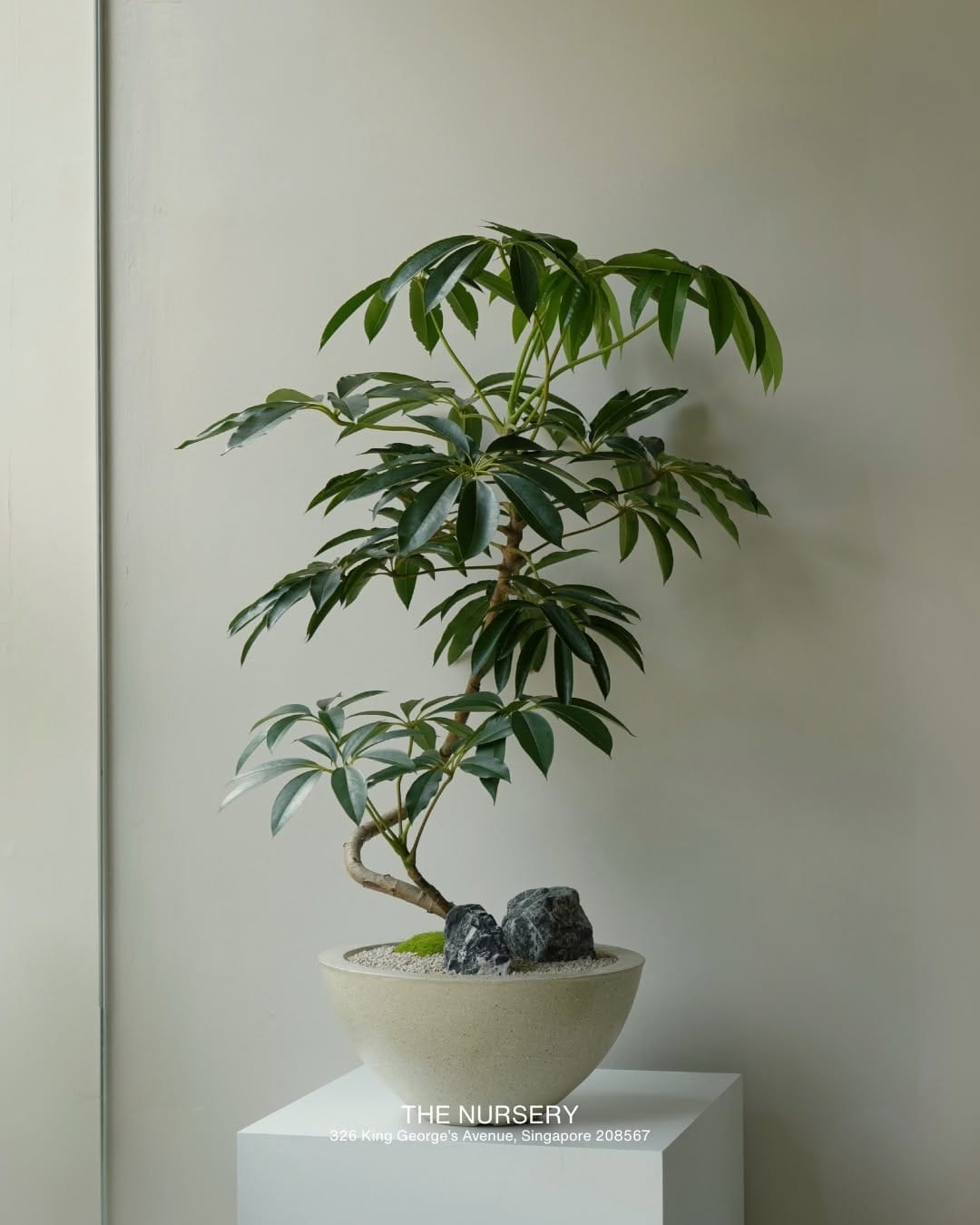 Post 4 by The Nursery Singapore on Instagram (image)
