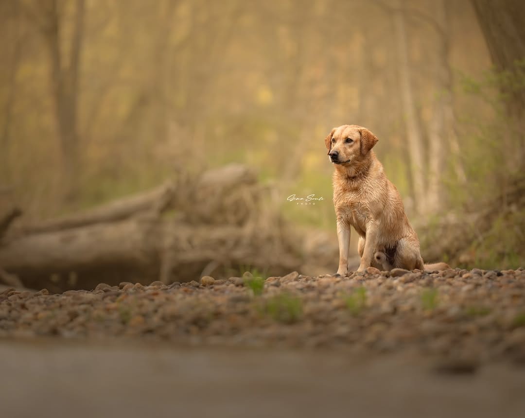 Post 2 by Gina Soule | Maine Pet Photographer on Instagram (image)