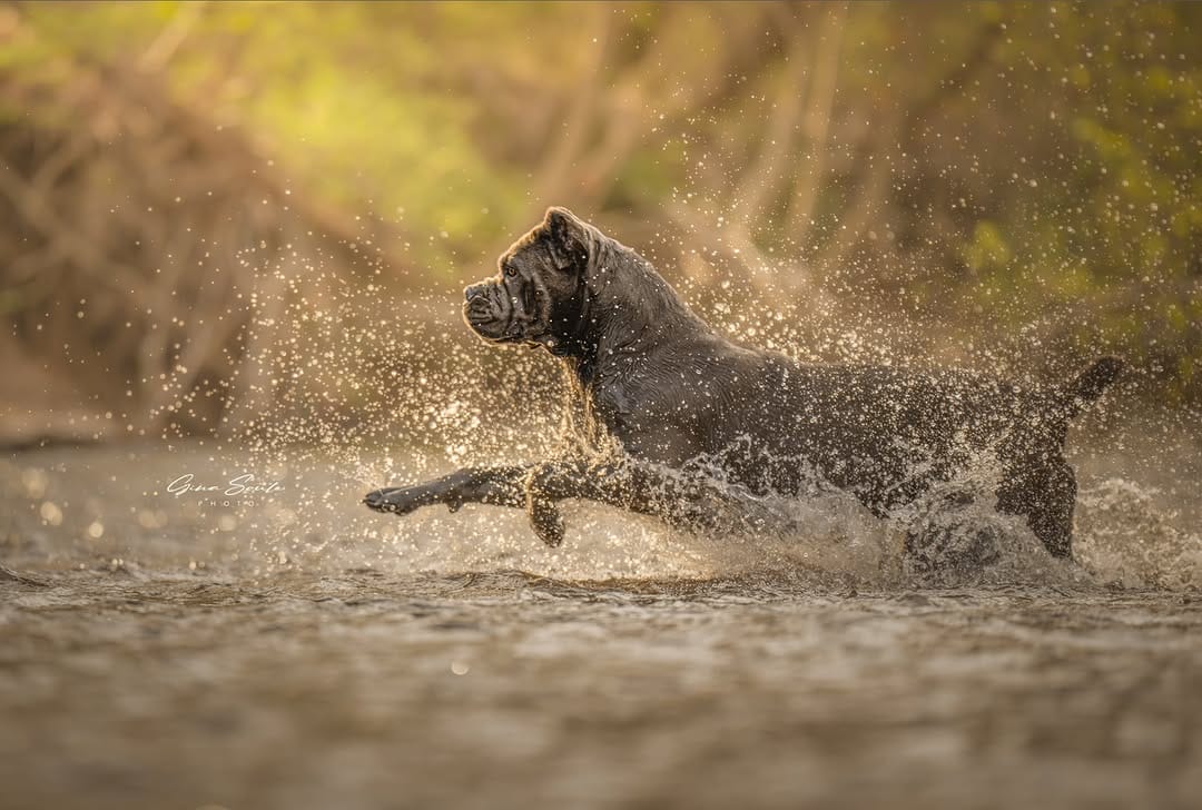 Post 1 by Gina Soule | Maine Pet Photographer on Instagram (image)