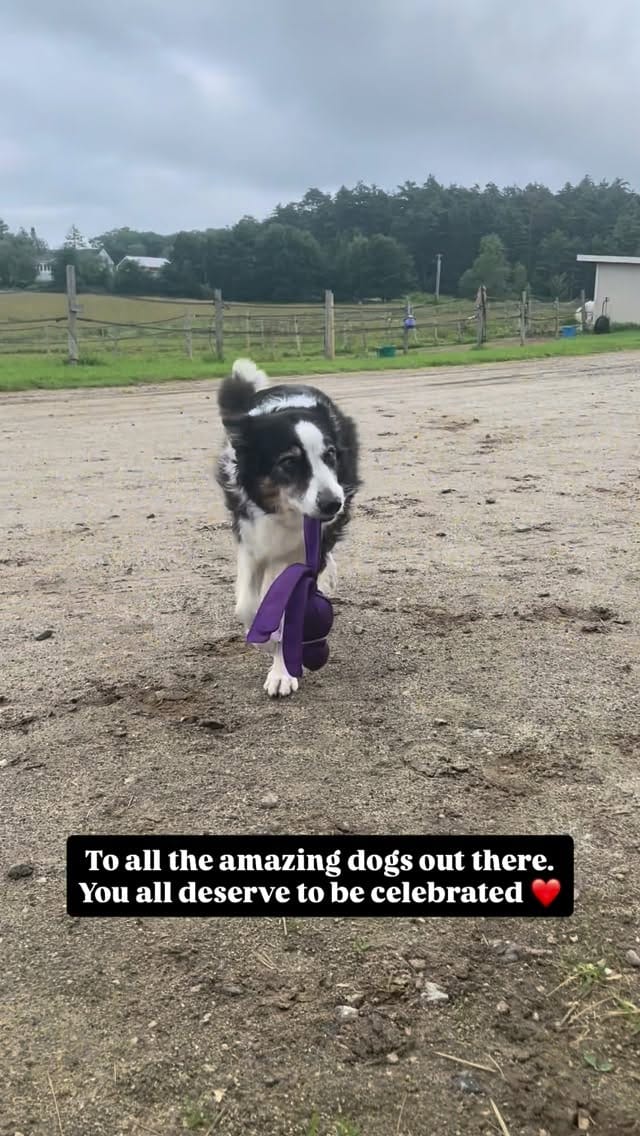Post 6 by Gina Soule | Maine Pet Photographer on Instagram (video)