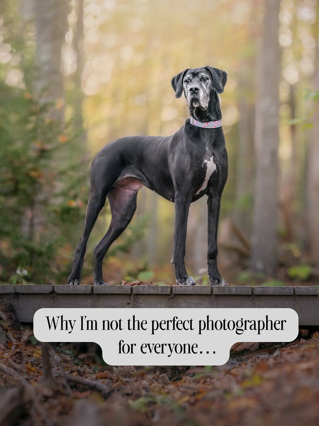 Post 7 by Gina Soule | Maine Pet Photographer on Instagram (carousel)
