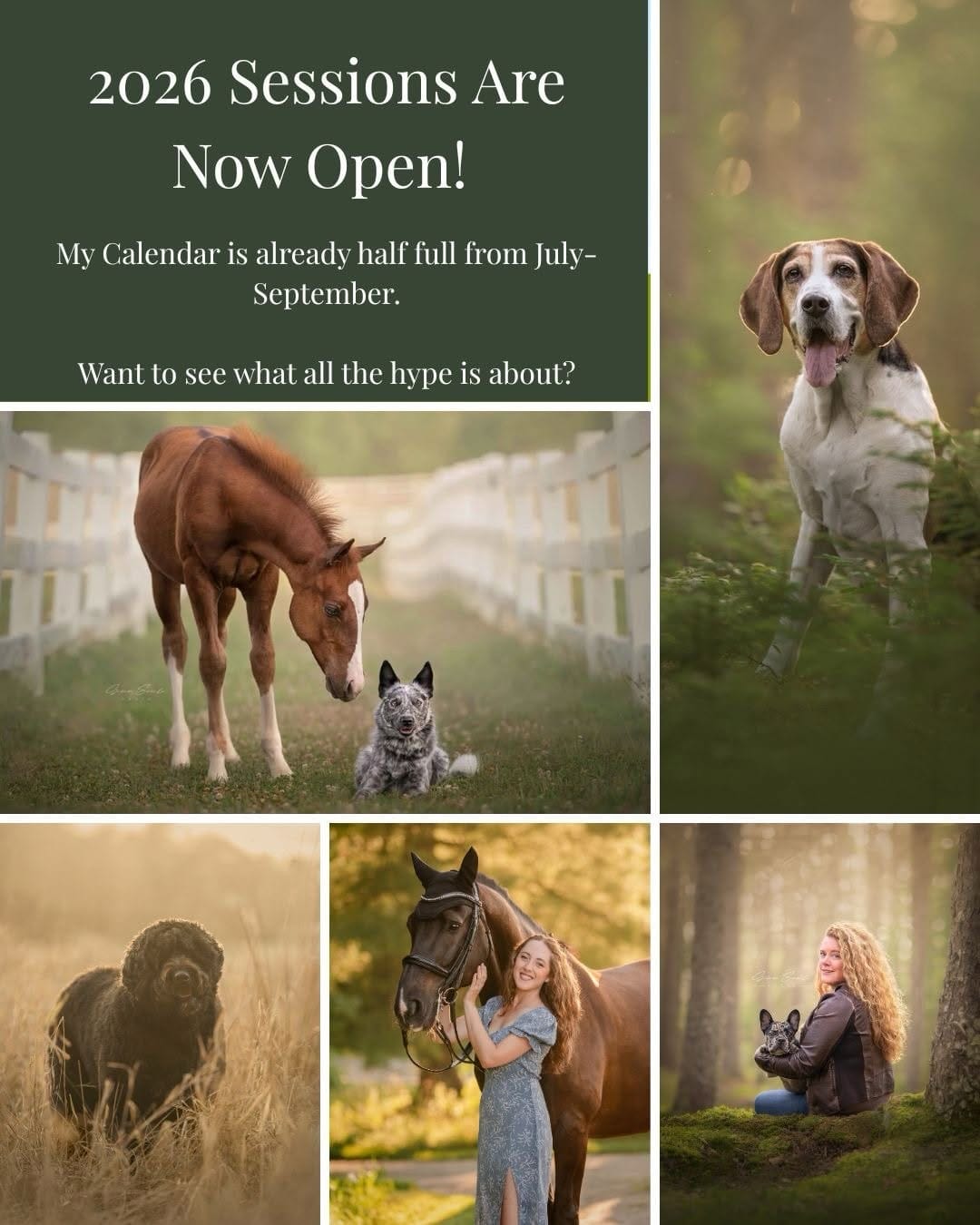 Post 8 by Gina Soule | Maine Pet Photographer on Instagram (carousel)