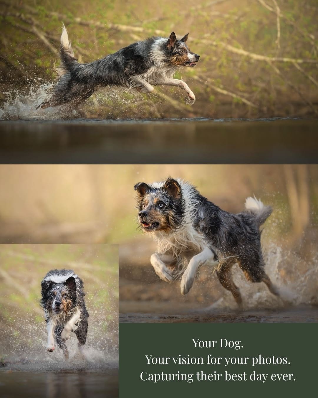 Post 3 by Gina Soule | Maine Pet Photographer on Instagram (image)