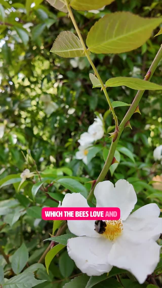 Post 3 by @worcestercollegegardener on Instagram (video)