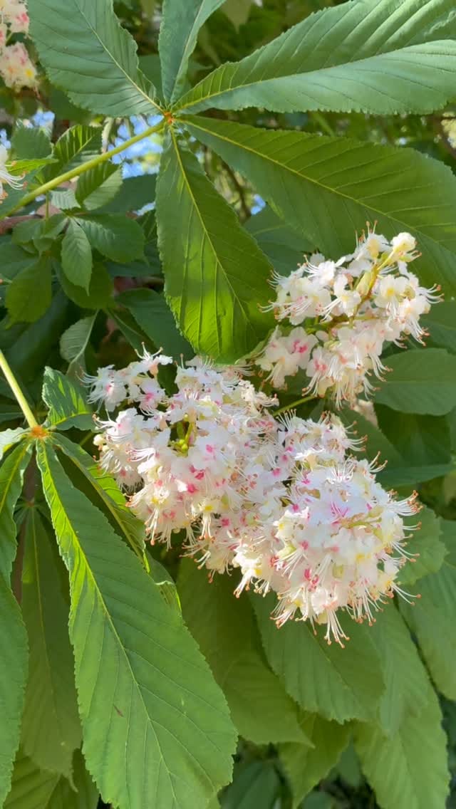 Post 10 by @worcestercollegegardener on Instagram (video)
