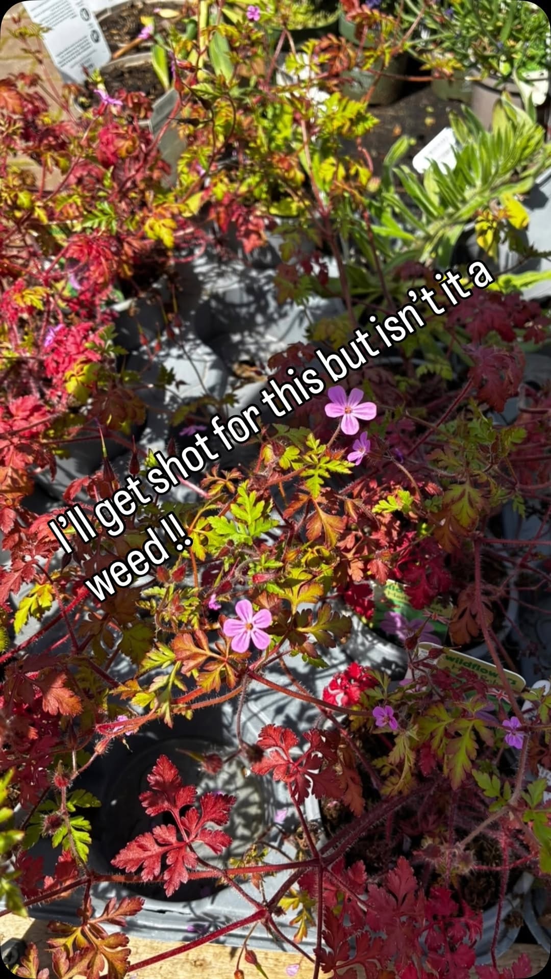 Post 1 by @worcestercollegegardener on Instagram (video)