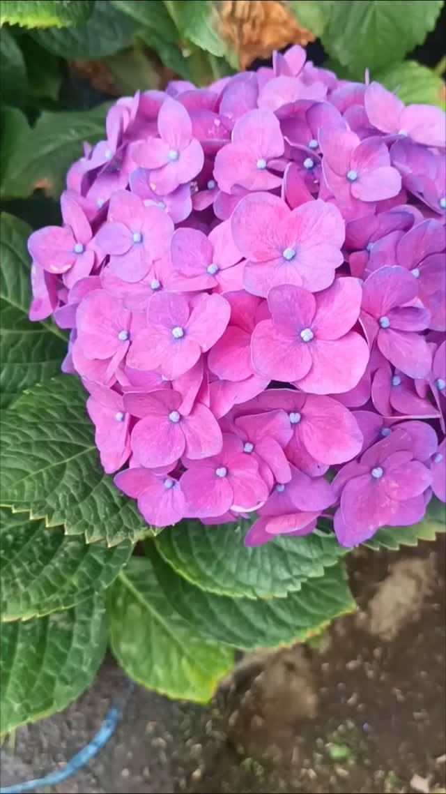 Post 7 by Metha l Tanaman Hias & Buah Bandung on Instagram (video)