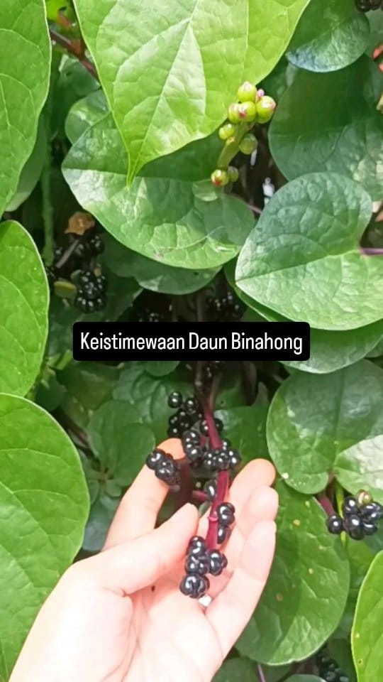 Post 1 by Metha l Tanaman Hias & Buah Bandung on Instagram (video)