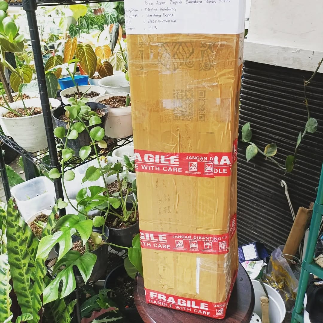 Post 8 by Metha l Tanaman Hias & Buah Bandung on Instagram (carousel)