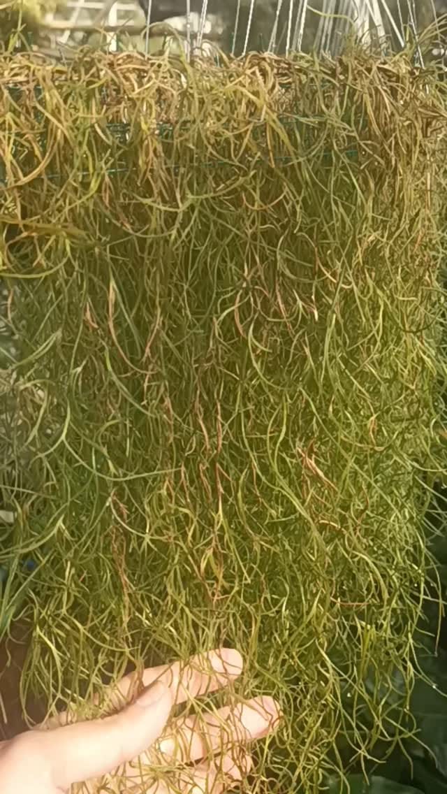 Post 3 by Metha l Tanaman Hias & Buah Bandung on Instagram (video)