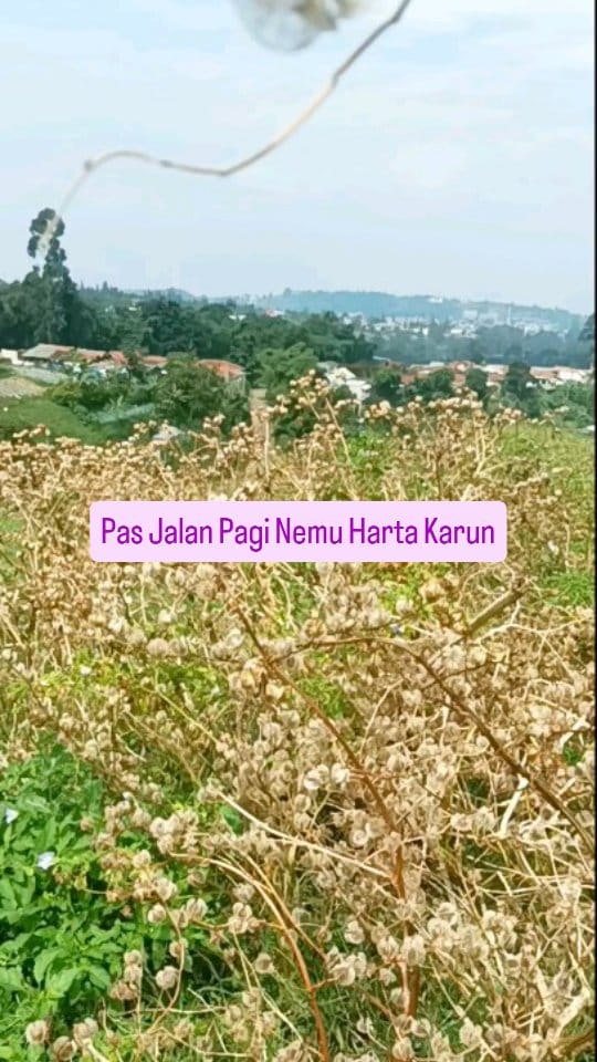 Post 2 by Metha l Tanaman Hias & Buah Bandung on Instagram (video)