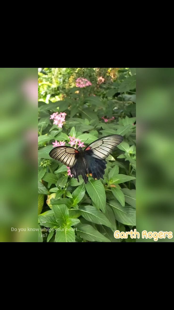 Post 10 by Garth Rogers ☆ on Instagram (video)