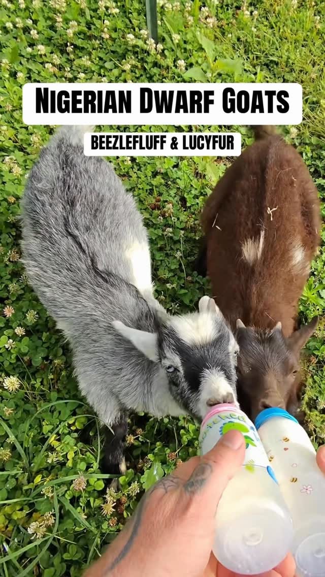 Post 5 by Chad Sheppard on Instagram (video)