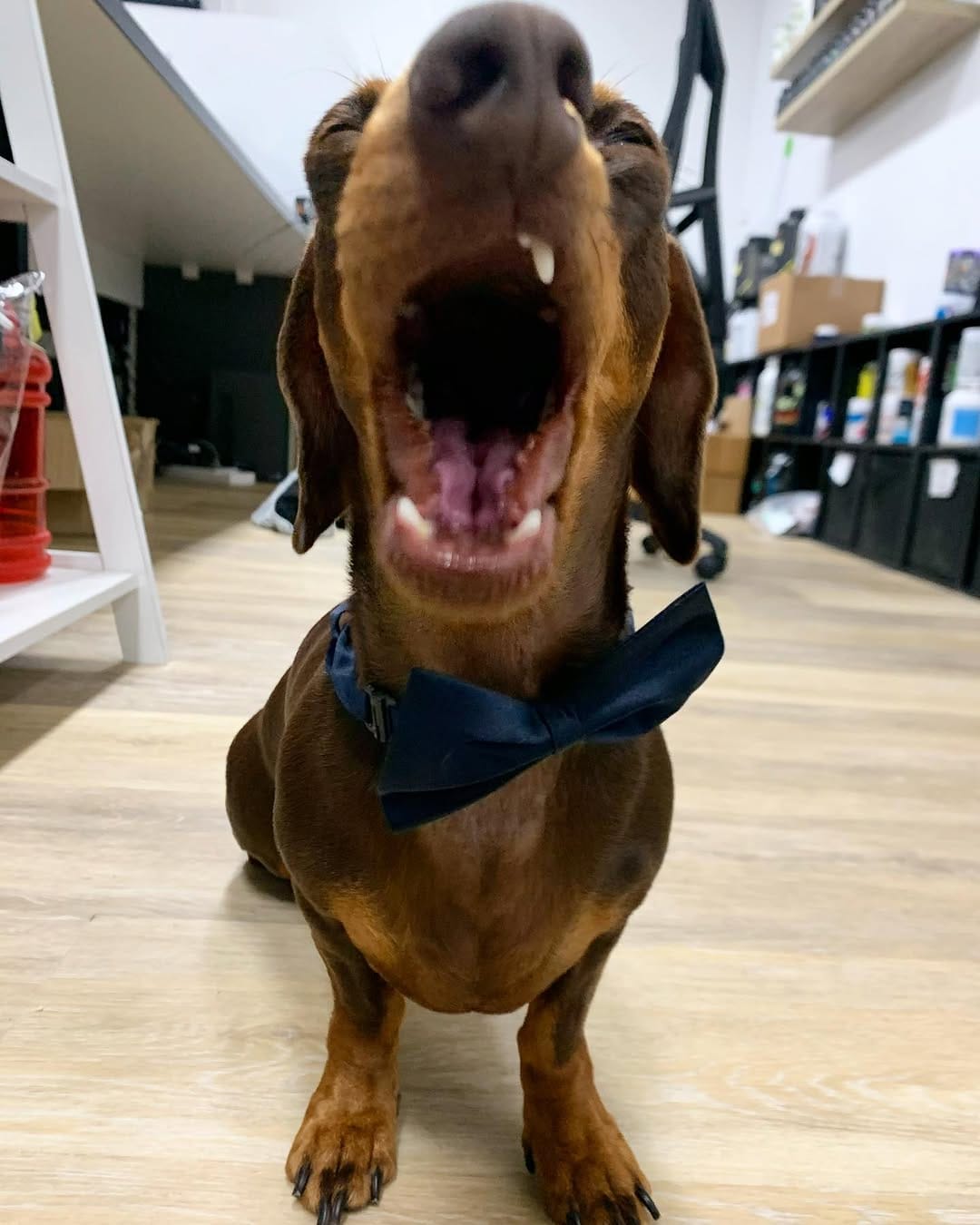 Post 1 by Moose on Instagram (image)