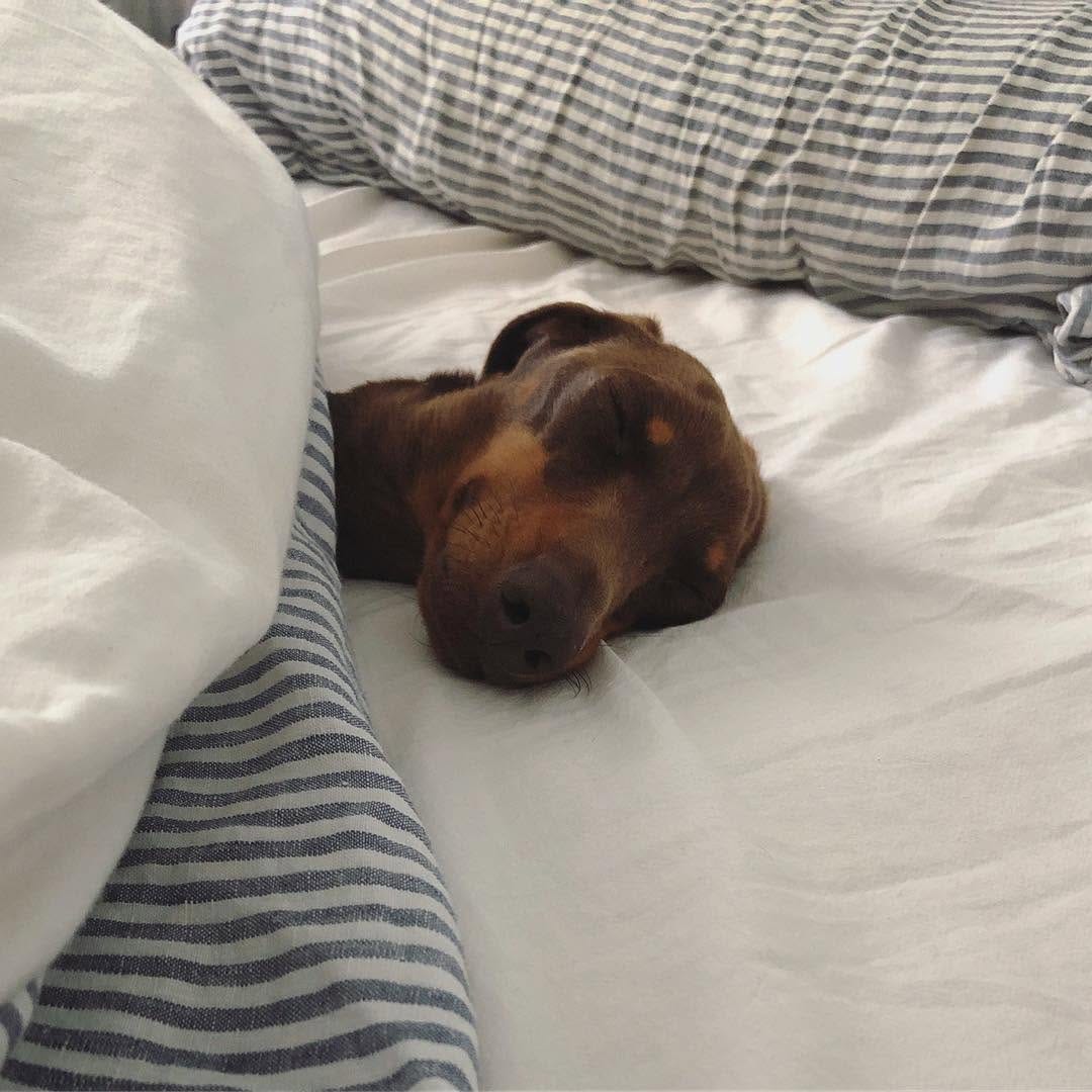 Post 8 by Moose on Instagram (image)