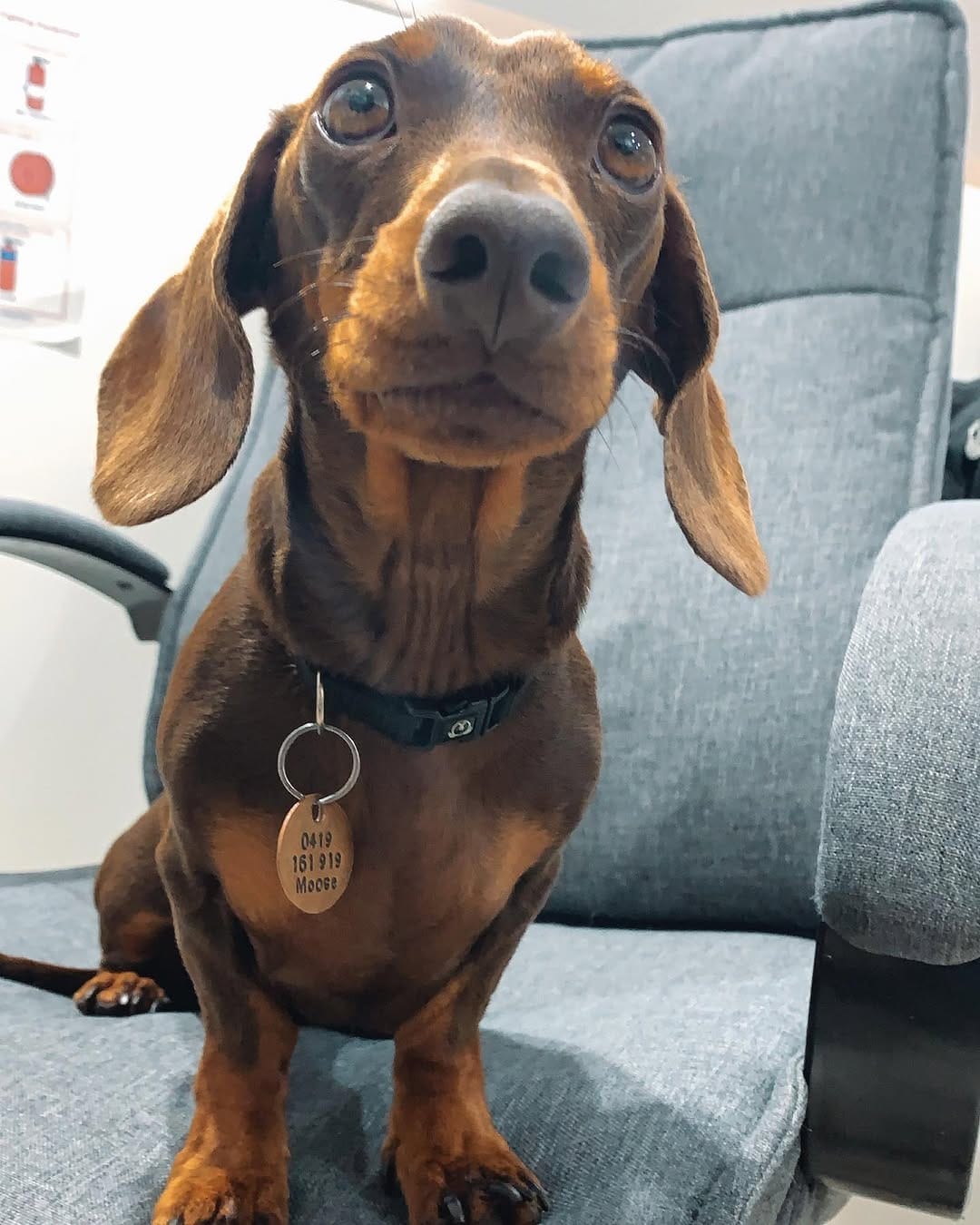 Post 4 by Moose on Instagram (image)