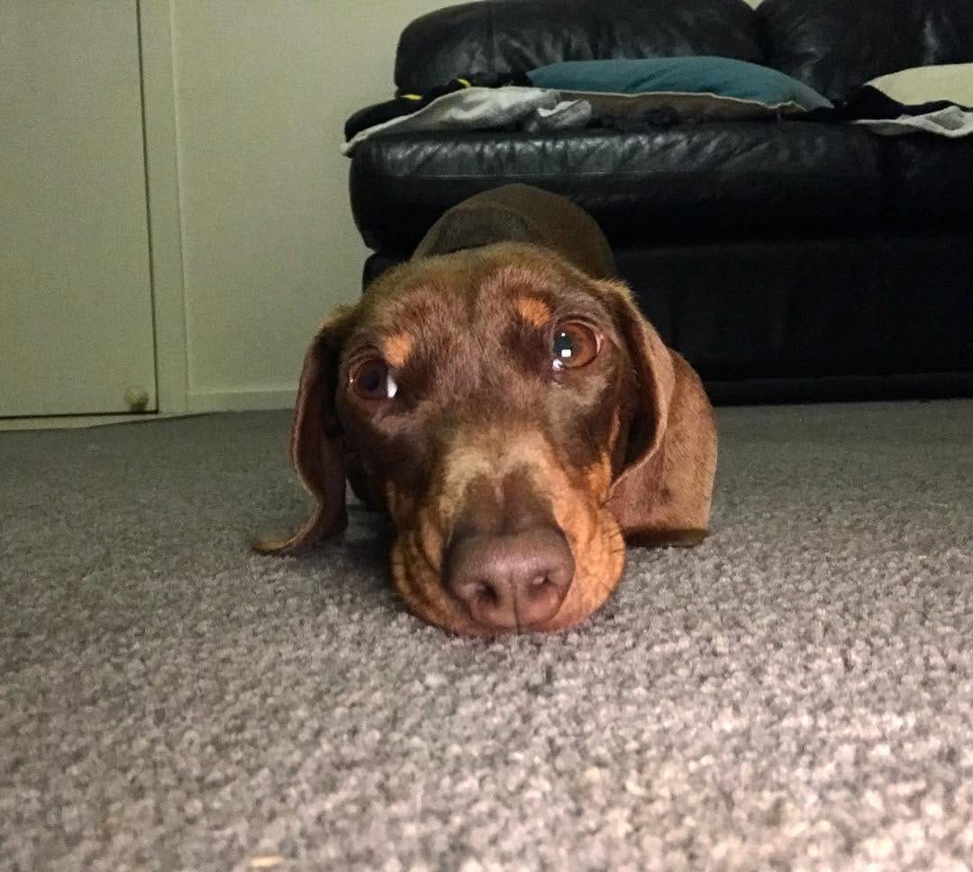 Post 10 by Moose on Instagram (image)