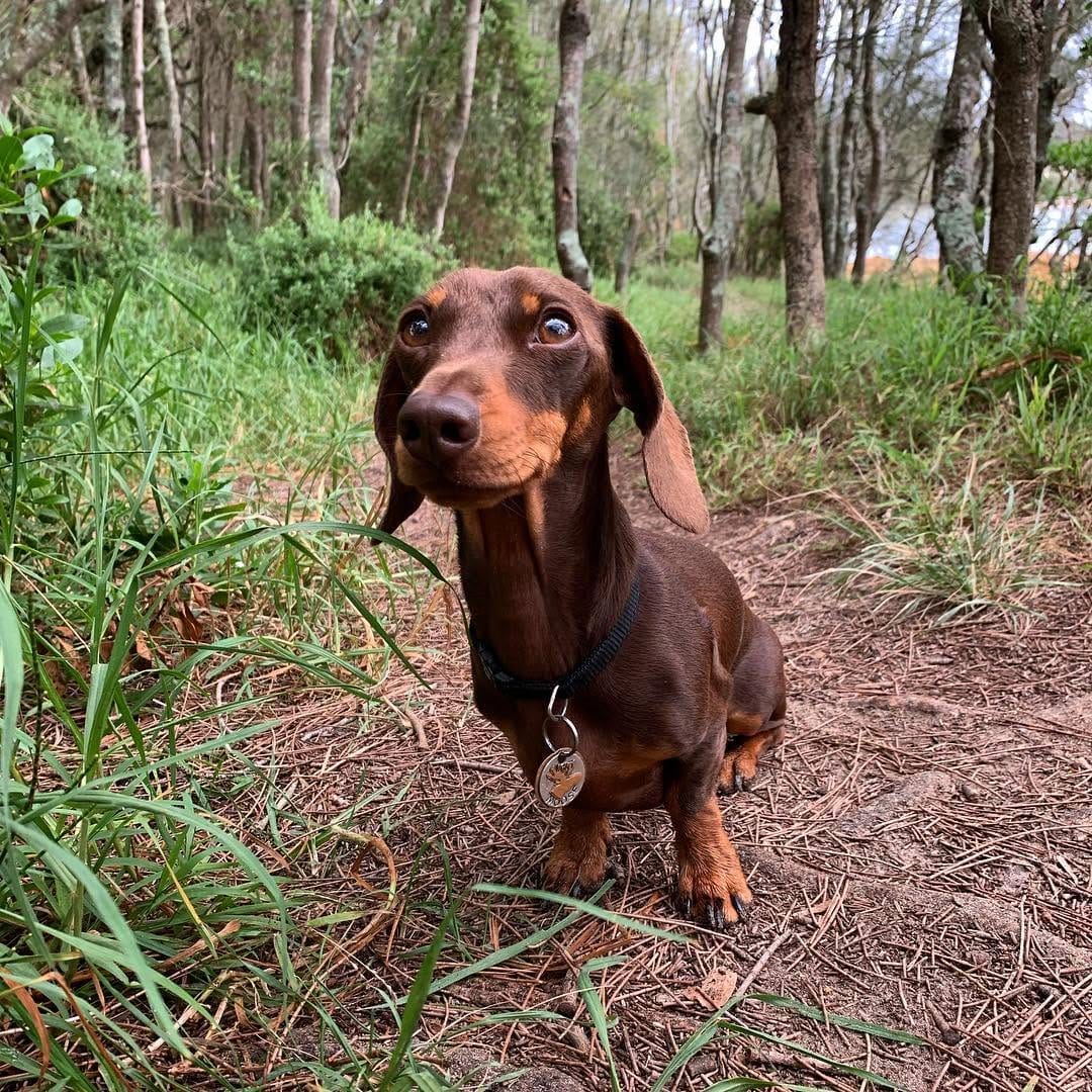 Post 6 by Moose on Instagram (image)