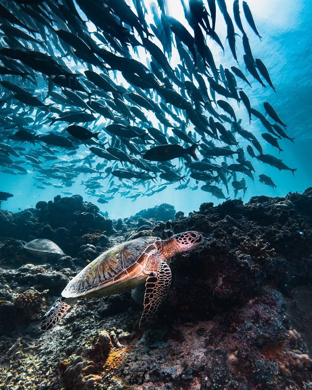 Post 8 by Marcus De La Haye on Instagram (image)