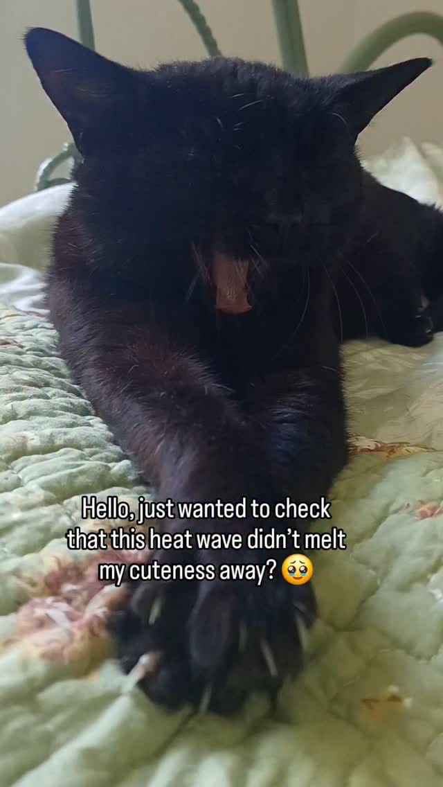 Post 1 by Lady Catterley & co. on Instagram (video)