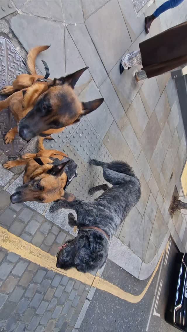 Post 1 by Lupine Canine on Instagram (video)