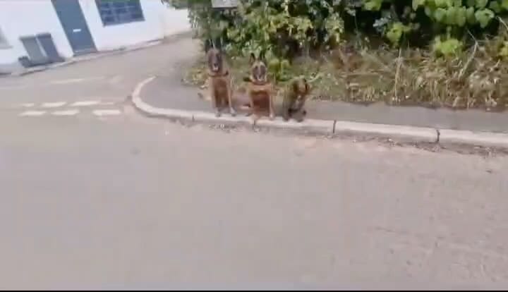 Post 6 by Lupine Canine on Instagram (video)