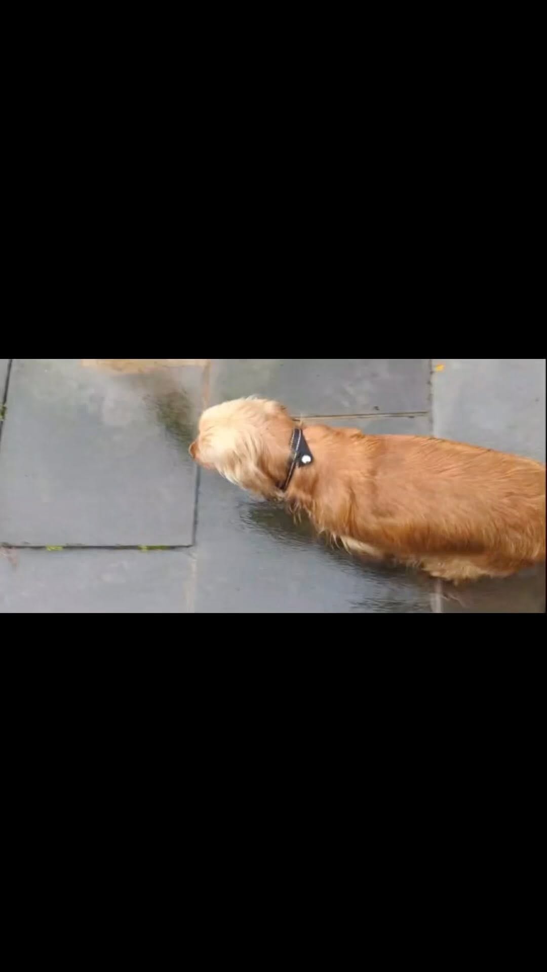 Post 5 by Lupine Canine on Instagram (video)