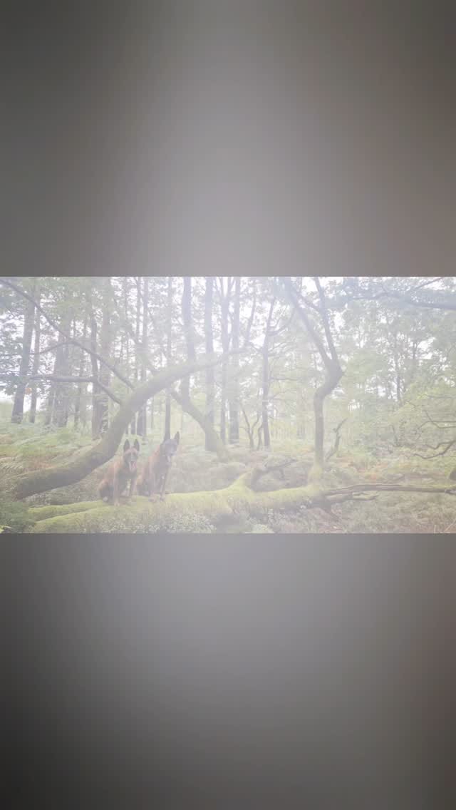 Post 8 by Lupine Canine on Instagram (video)