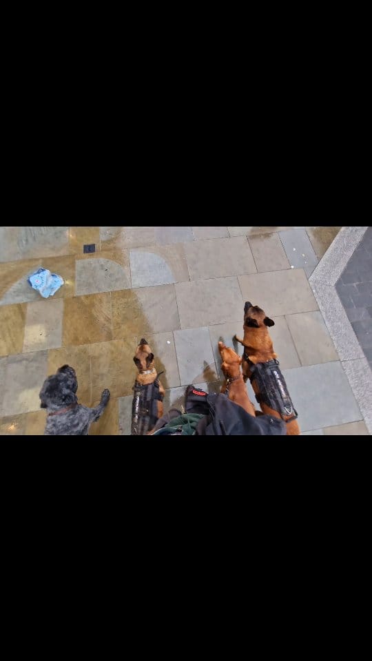 Post 3 by Lupine Canine on Instagram (video)
