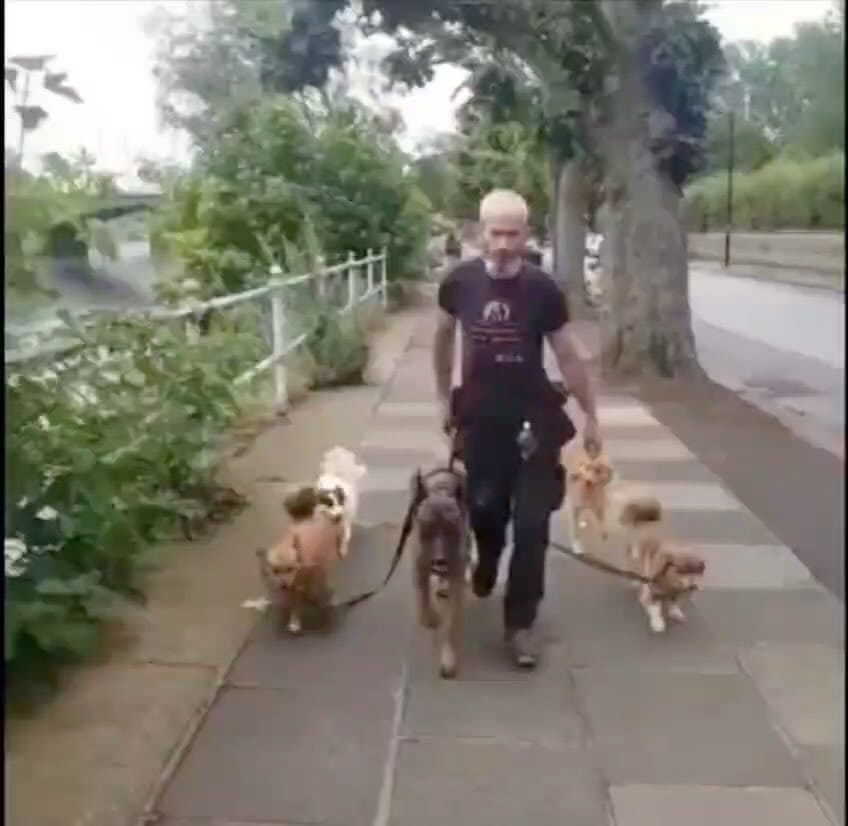 Post 9 by Lupine Canine on Instagram (video)