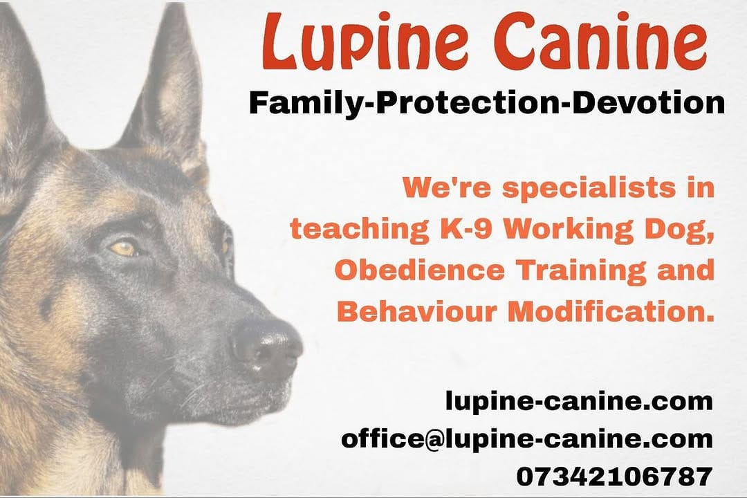 Post 10 by Lupine Canine on Instagram (image)