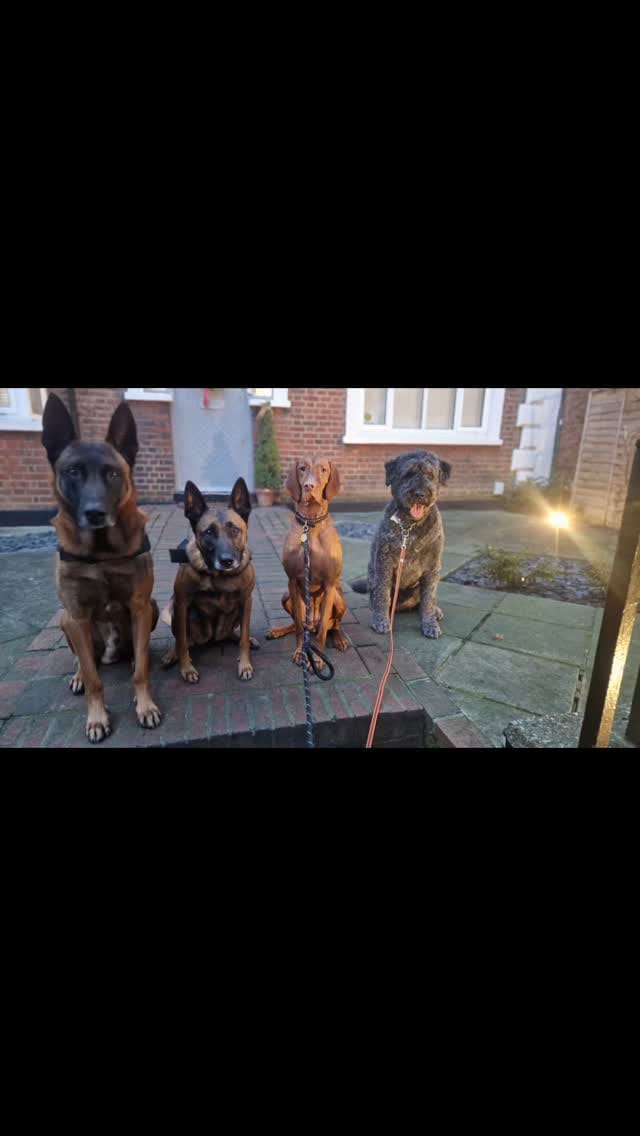 Post 2 by Lupine Canine on Instagram (video)