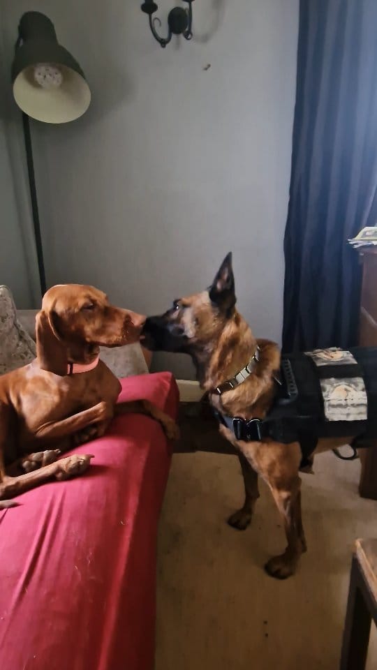 Post 7 by Lupine Canine on Instagram (video)